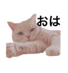 ぐうたらねこの簡単返信（個別スタンプ：8）