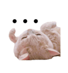 ぐうたらねこの簡単返信（個別スタンプ：9）