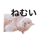 ぐうたらねこの簡単返信（個別スタンプ：10）
