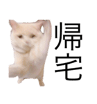 ぐうたらねこの簡単返信（個別スタンプ：11）