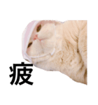 ぐうたらねこの簡単返信（個別スタンプ：12）