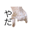 ぐうたらねこの簡単返信（個別スタンプ：13）