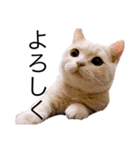 ぐうたらねこの簡単返信（個別スタンプ：14）