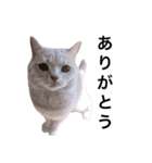 ぐうたらねこの簡単返信（個別スタンプ：15）