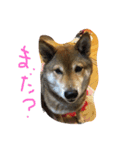 chokostnp（個別スタンプ：2）