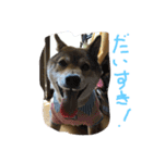chokostnp（個別スタンプ：3）