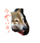chokostnp（個別スタンプ：4）