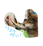 chokostnp（個別スタンプ：5）