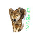 chokostnp（個別スタンプ：7）