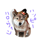 chokostnp（個別スタンプ：8）