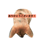 ポチの楽しい毎日（個別スタンプ：2）