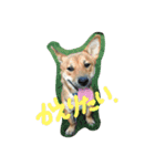 ポチの楽しい毎日（個別スタンプ：30）