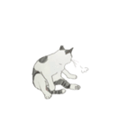 じぶん、猫。大阪在住。（個別スタンプ：2）