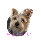 ワンコキャラ（個別スタンプ：4）