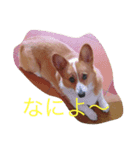ワンコキャラ（個別スタンプ：6）