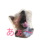 ワンコキャラ（個別スタンプ：7）