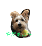 ワンコキャラ（個別スタンプ：8）