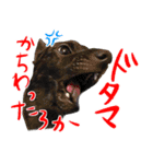 甲斐犬さくらの気持ち（個別スタンプ：1）