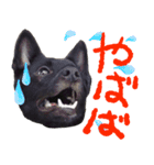 甲斐犬さくらの気持ち（個別スタンプ：5）