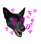 甲斐犬さくらの気持ち（個別スタンプ：7）