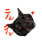 甲斐犬さくらの気持ち（個別スタンプ：9）