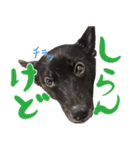 甲斐犬さくらの気持ち（個別スタンプ：10）