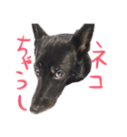 甲斐犬さくらの気持ち（個別スタンプ：11）