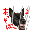 甲斐犬さくらの気持ち（個別スタンプ：12）
