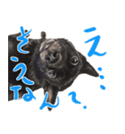 甲斐犬さくらの気持ち（個別スタンプ：13）