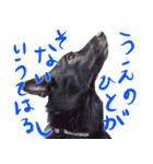 甲斐犬さくらの気持ち（個別スタンプ：14）