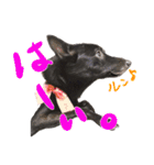 甲斐犬さくらの気持ち（個別スタンプ：15）