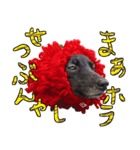 甲斐犬さくらの気持ち（個別スタンプ：16）