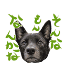 甲斐犬さくらの気持ち（個別スタンプ：18）