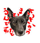 甲斐犬さくらの気持ち（個別スタンプ：19）