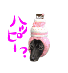 甲斐犬さくらの気持ち（個別スタンプ：21）