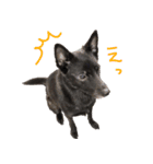 甲斐犬さくらの気持ち（個別スタンプ：22）