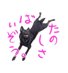 甲斐犬さくらの気持ち（個別スタンプ：23）