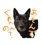 甲斐犬さくらの気持ち（個別スタンプ：24）