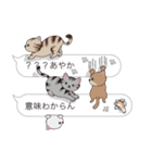 【あやか】猫だらけの吹き出し（個別スタンプ：37）