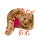 チュティジちゃん（個別スタンプ：2）