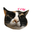 welcome to misocats world 2（個別スタンプ：1）