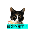 welcome to misocats world 2（個別スタンプ：3）