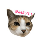 welcome to misocats world 2（個別スタンプ：4）