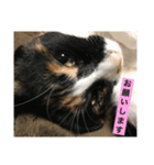welcome to misocats world 2（個別スタンプ：5）