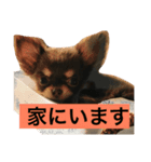 welcome to misocats world 2（個別スタンプ：7）
