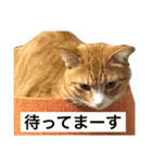welcome to misocats world 2（個別スタンプ：8）