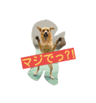 雑種のむーやん（個別スタンプ：1）