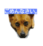 雑種のむーやん（個別スタンプ：5）