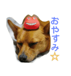 雑種のむーやん（個別スタンプ：6）