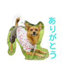 雑種のむーやん（個別スタンプ：9）
